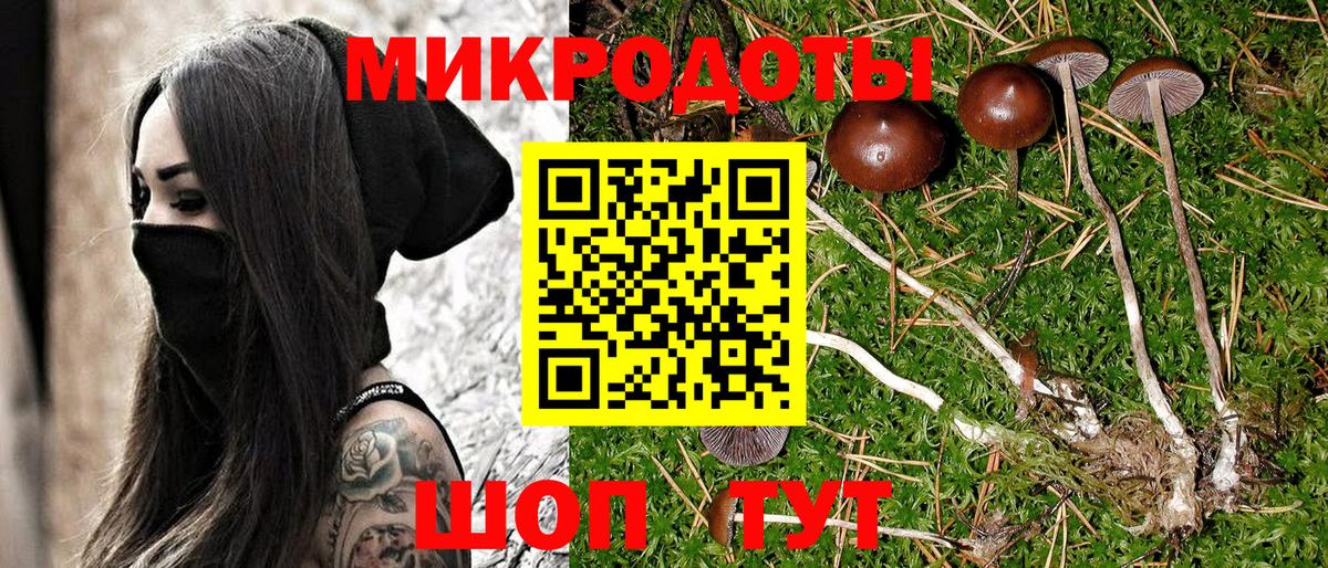 Галлюциногенные грибы Psilocybine cubensis Коломна